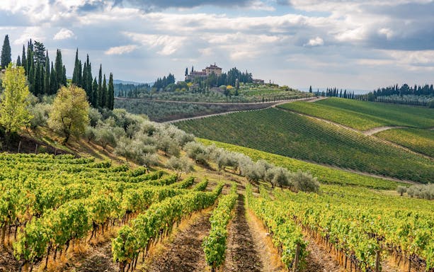 Chianti vineyard landscape with rolling hills and cypress trees near Florence.
