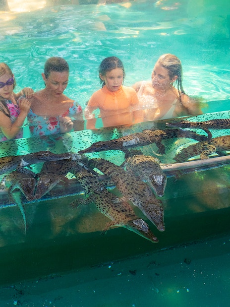 Visitors observing crocodiles through glass at Crocosaurus Cove, Darwin.