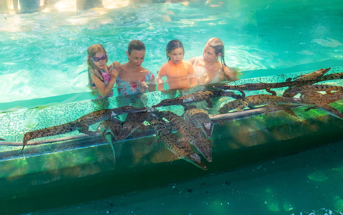 Visitors observing crocodiles through glass at Crocosaurus Cove, Darwin.