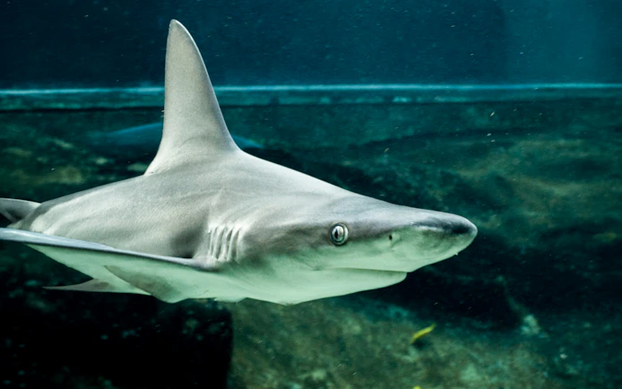Shark swimming in an aquarium at Sea Life Park Hawaii.
