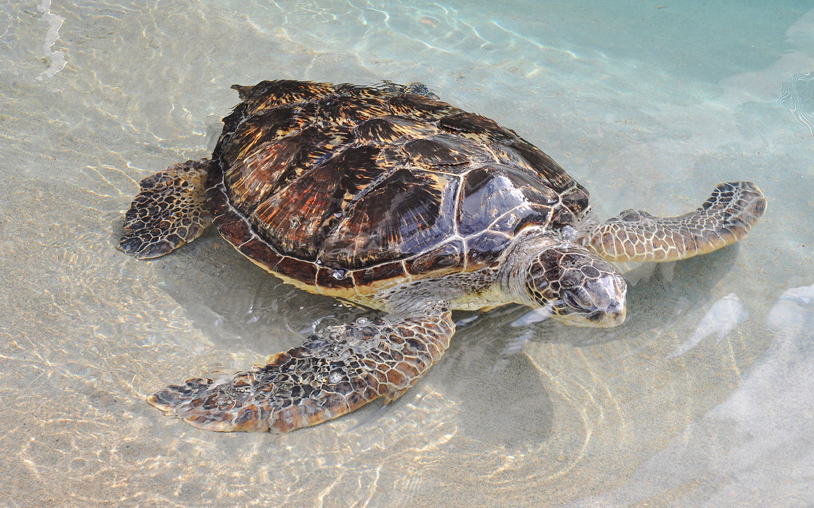 Visitors observing marine life at Enoshima Aquarium, Japan, with vibrant fish swimming in a large tank.