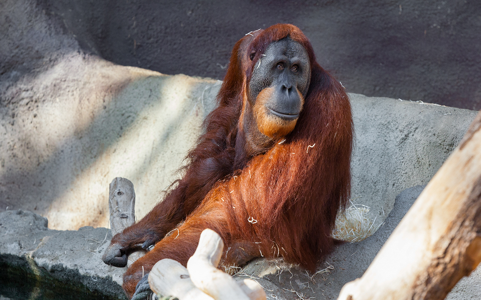 Prague Zoo - Indonesian species