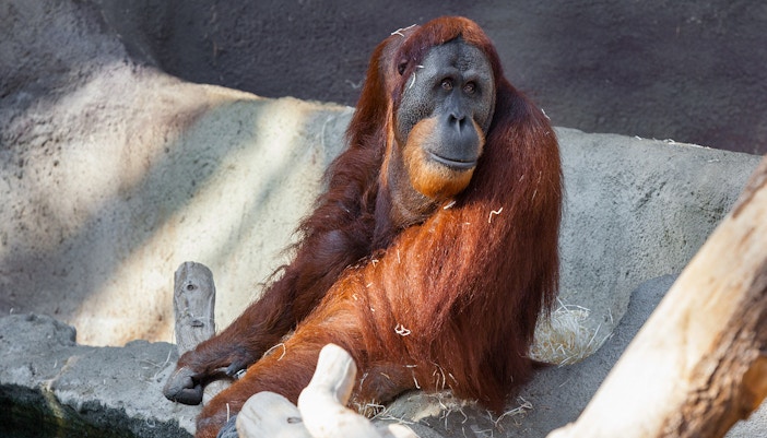 Prague Zoo - Indonesian species