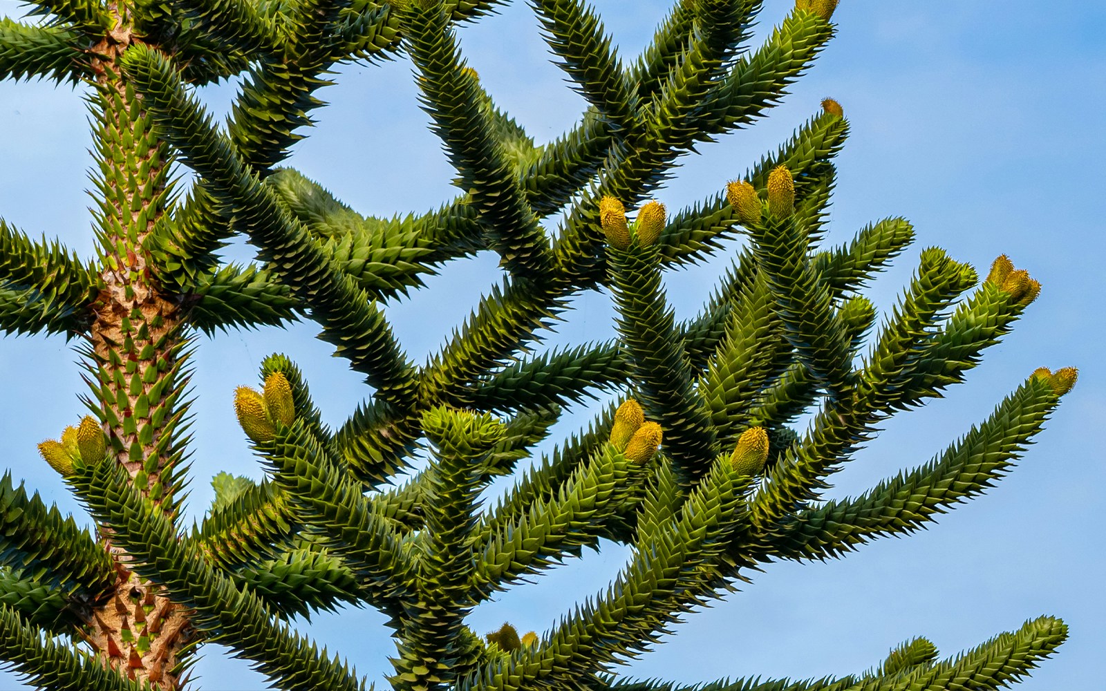 Monkey Puzzle Tree near Sleeping Beauty Castle at Disneyland Paris