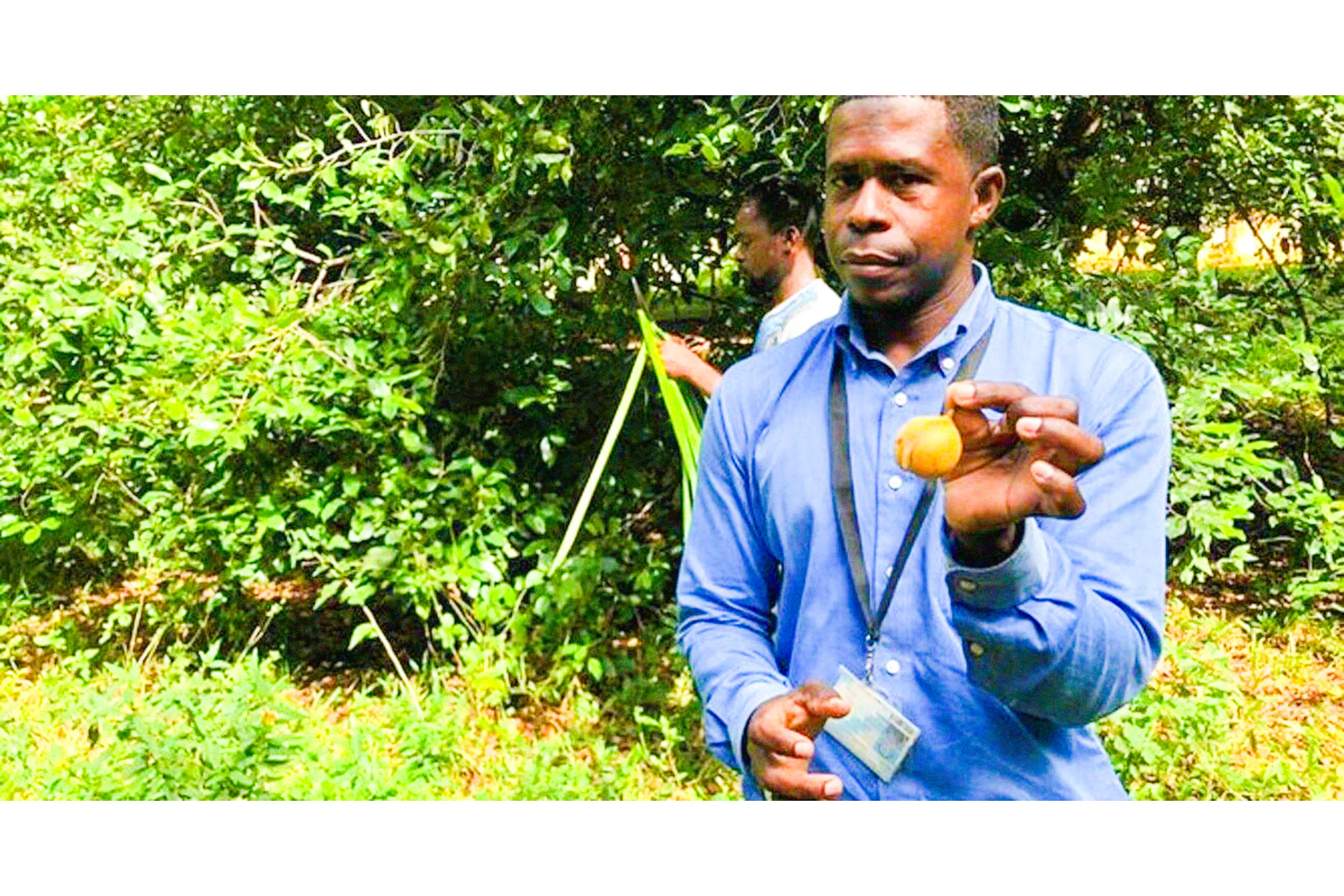 Guide showing spice at a farm in Zanzibar during a day trip from Dar es Salaam.
