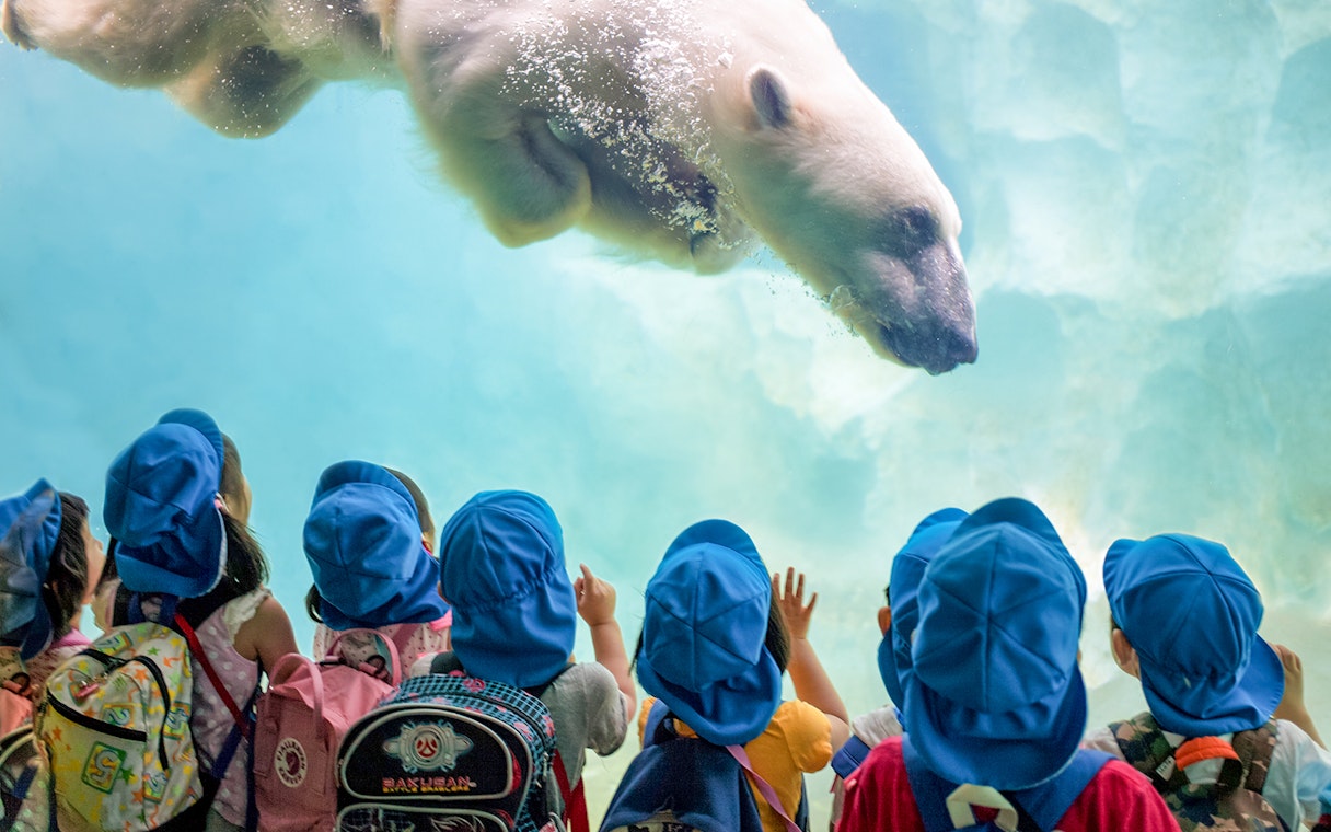 Children watching a polar bear swim at Warsaw Zoo.