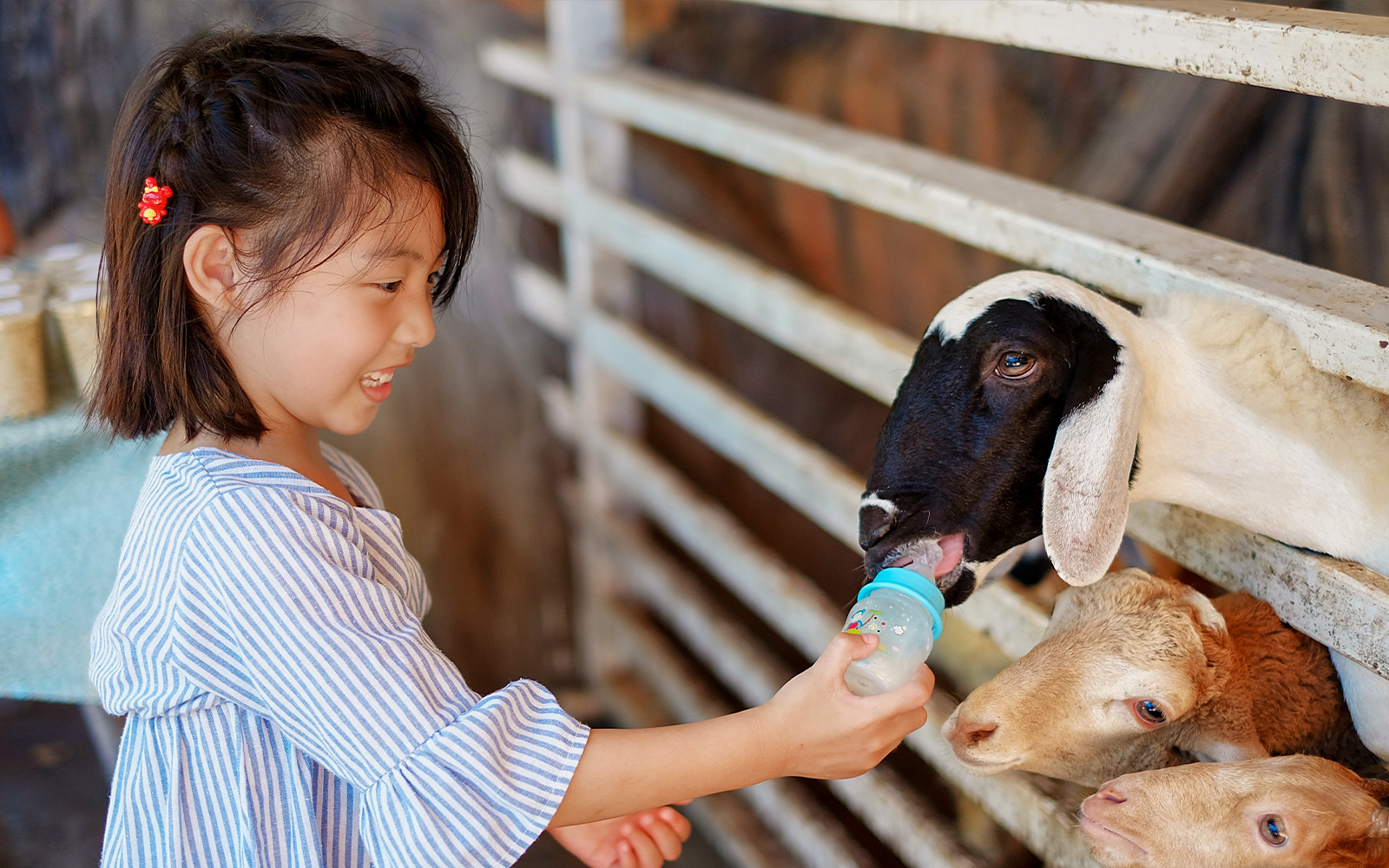 Child feeding goat at zoo farm.