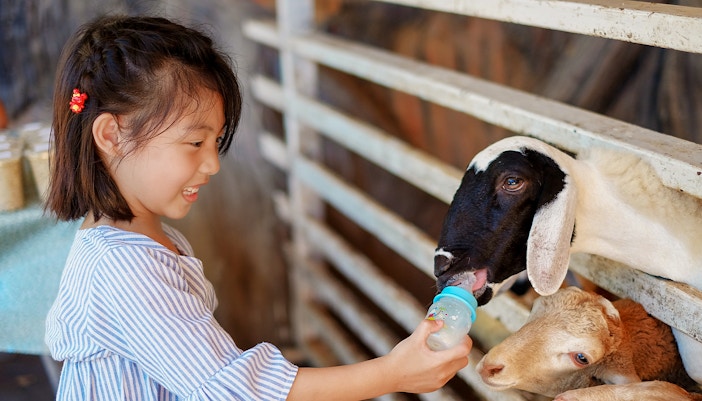 Child feeding goat at zoo farm.