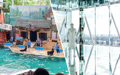Seals performing tricks with trainers at Marine Park's themed show area.