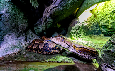 Python in a rocky habitat at the National Aquarium Abu Dhabi.