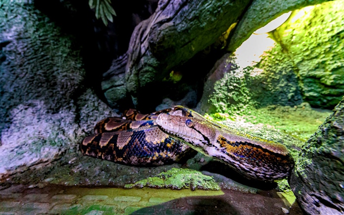 Python in a rocky habitat at the National Aquarium Abu Dhabi.