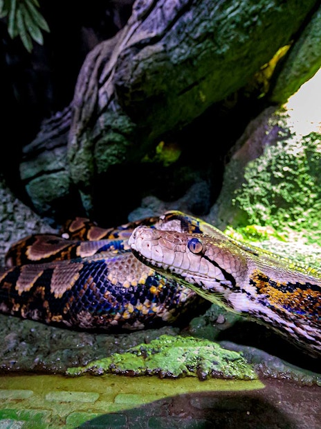 Python in a rocky habitat at the National Aquarium Abu Dhabi.