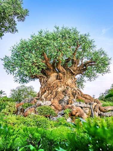Disney's Animal Kingdom, Orlando