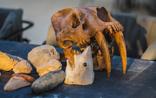 Fossil skull and rocks displayed on a table during Mleiha Fossil Hunt Expedition.