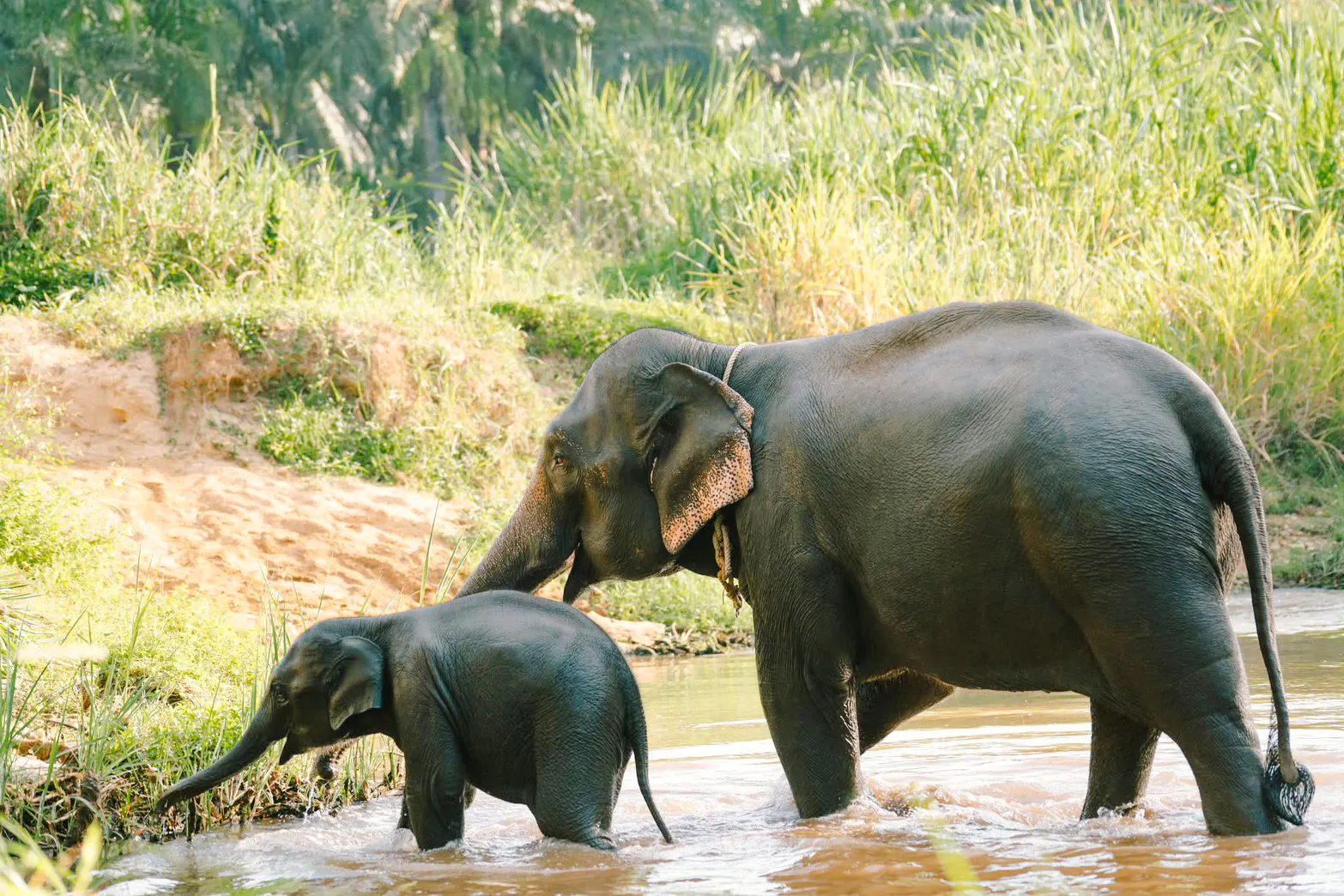 Elephants walking through a river in Krabi during an elephant care tour.