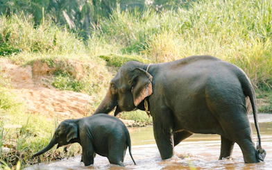 Elephants walking through a river in Krabi during an elephant care tour.