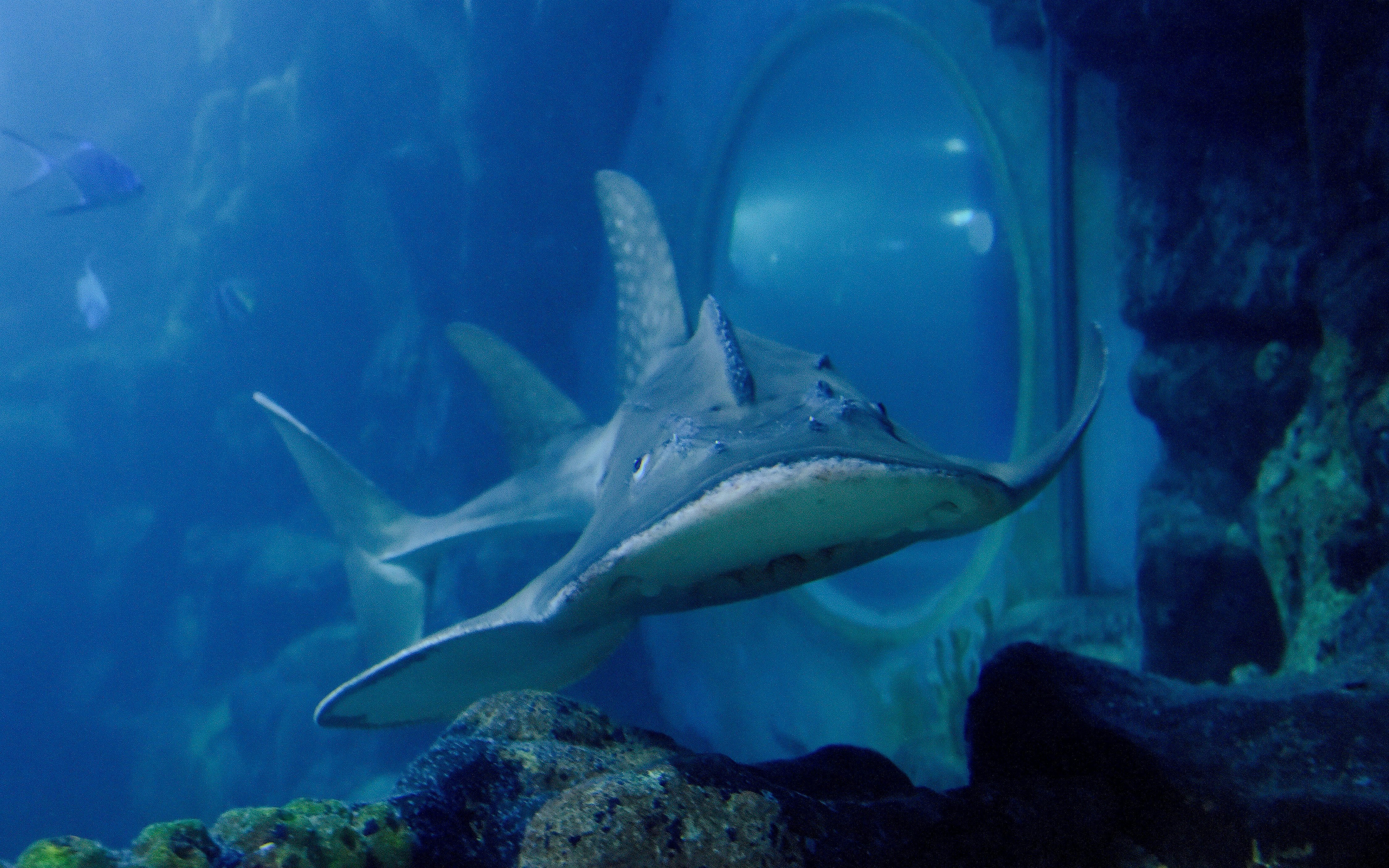 Shark ray swimming in an aquarium at SEA LIFE Birmingham.