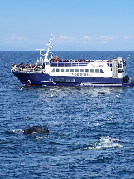 Guests on a cruise watching a whale swim by during a whale watching tour in Reykjavik.