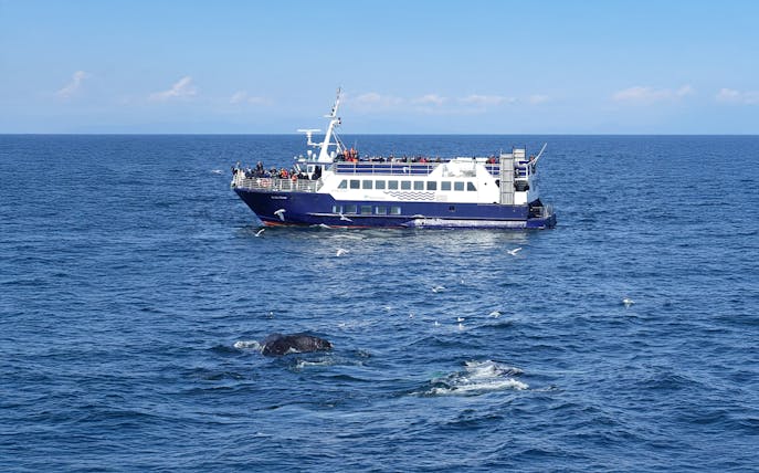 Whale swimming near cruise ship with guests observing in Reykjavik.