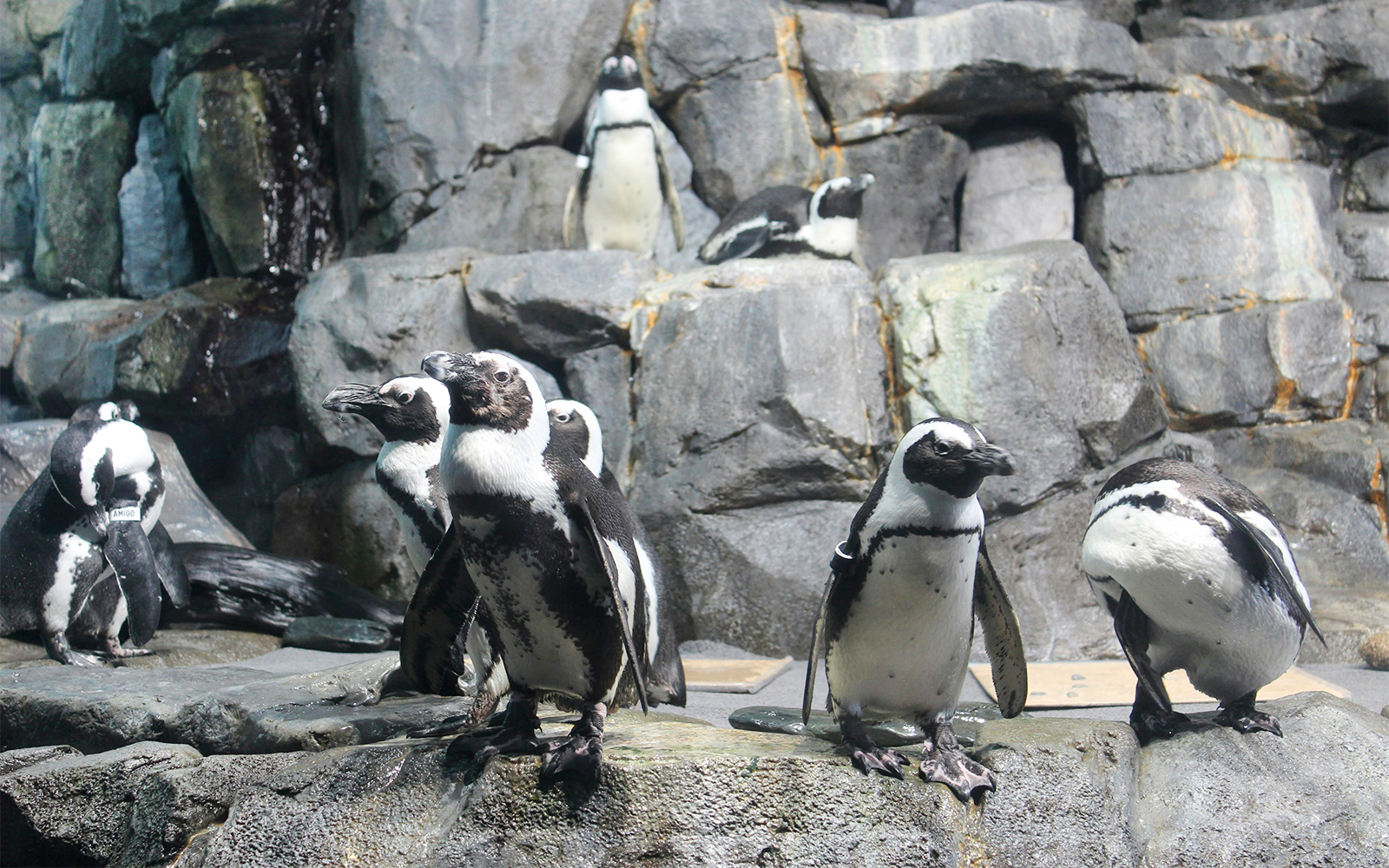 Penguins on rocky terrain at SeaWorld San Diego exhibit.