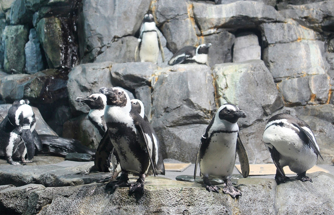 Penguins on rocky terrain at SeaWorld San Diego exhibit.