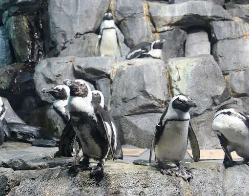 Penguins on rocky terrain at SeaWorld San Diego exhibit.