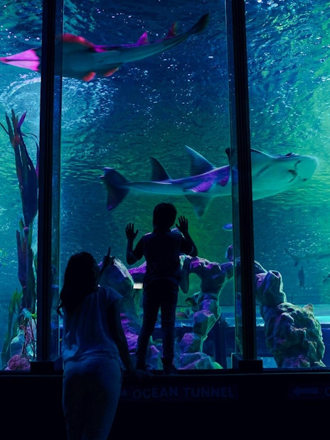 Guests observing sharks in the ocean tunnel at SEA LIFE Birmingham.