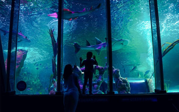 Guests observing sharks in the ocean tunnel at SEA LIFE Birmingham.