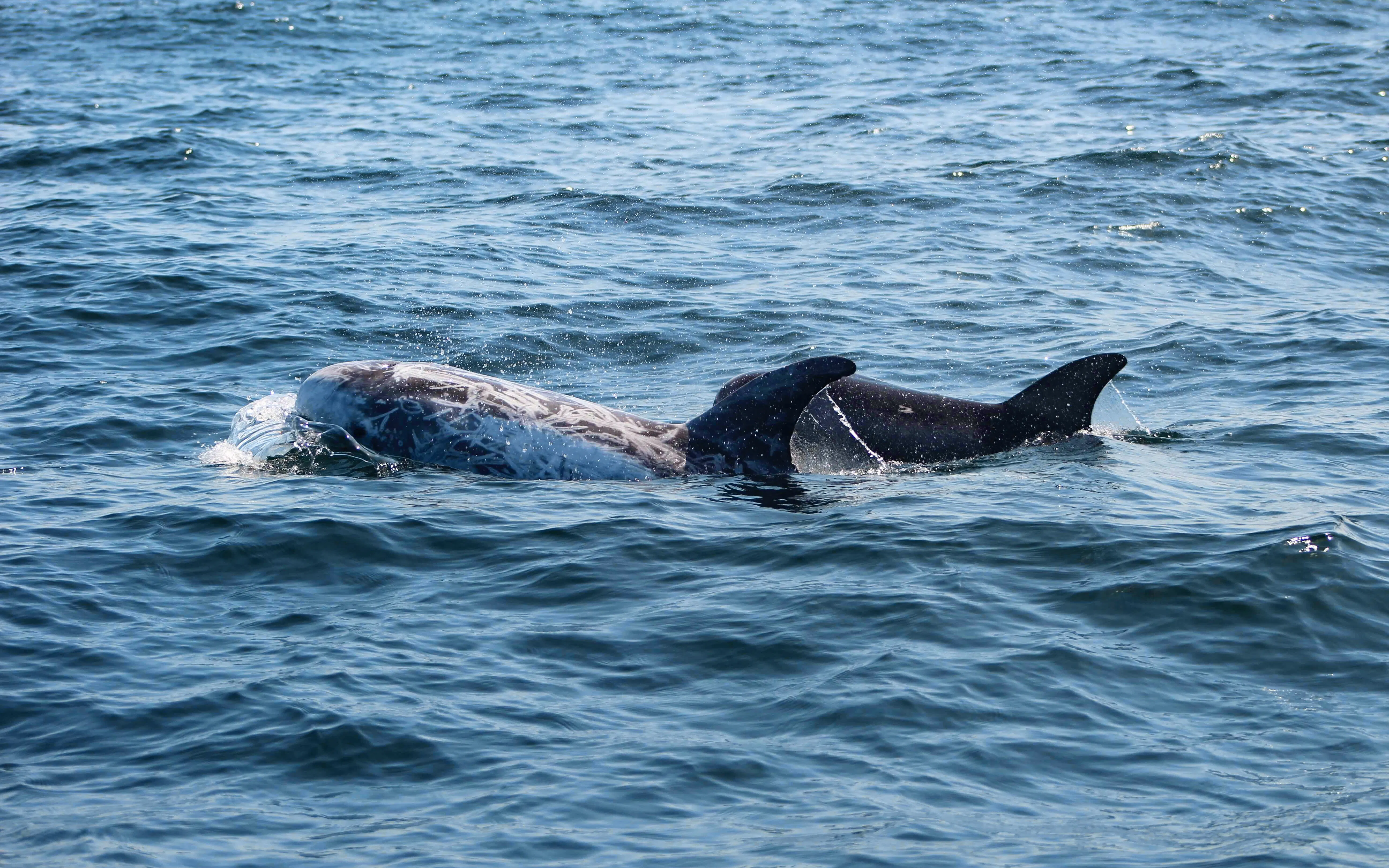 Dolphins swimming in the ocean during a cruise from Lagos.