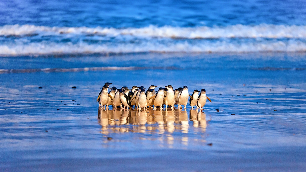 Penguins walking along the beach at sunset during the Penguin Parade, Phillip Island.