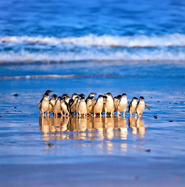 How to plan a seamless visit to Phillip Island Nature Park