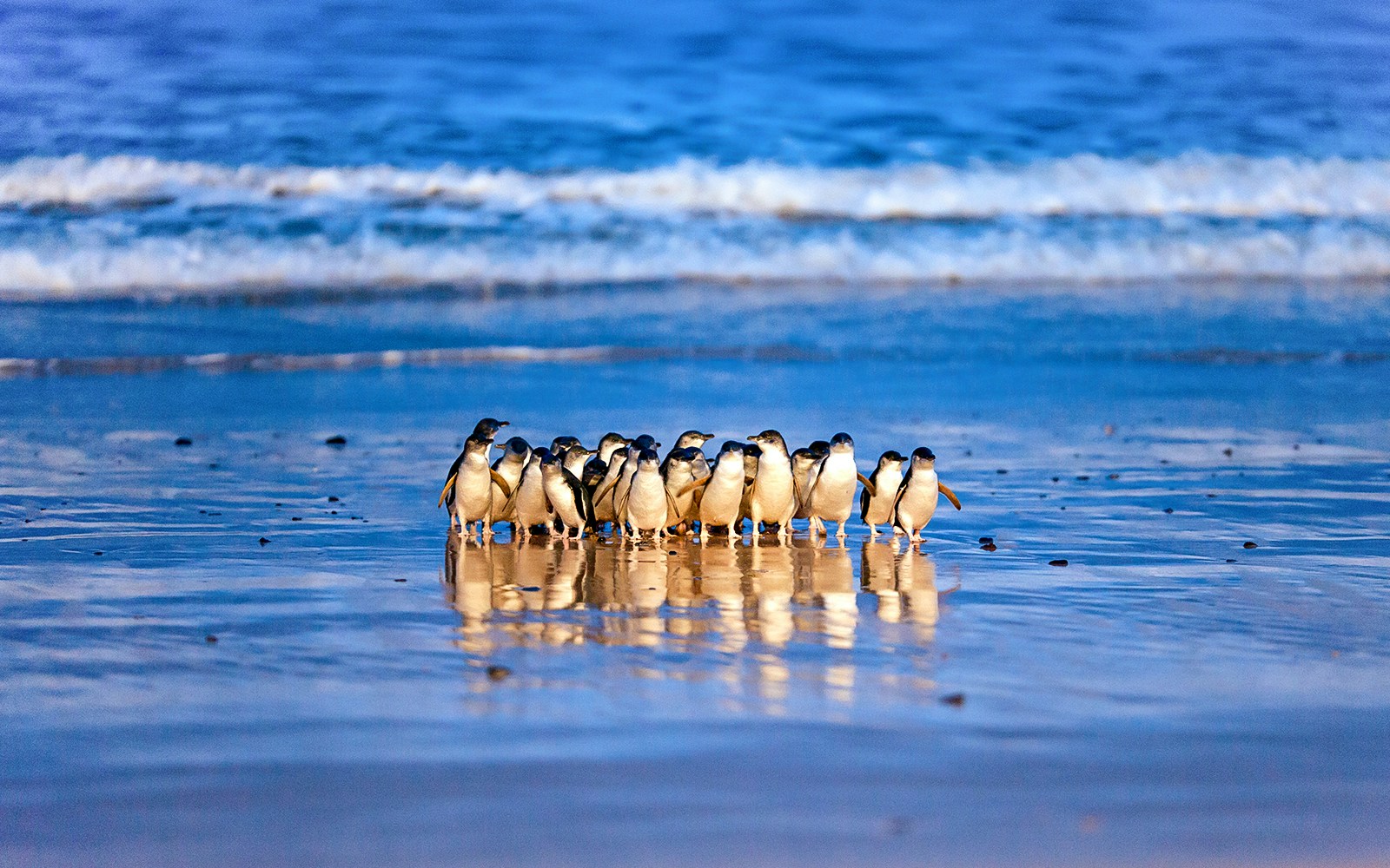 Wildlife encounters