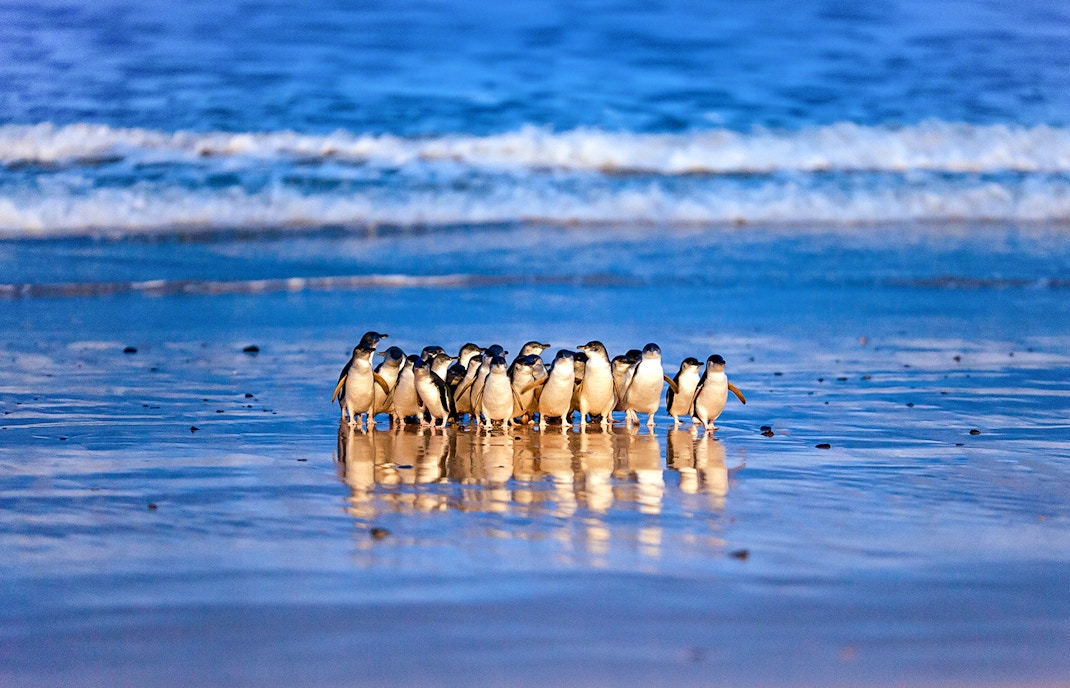 Penguins walking along the beach at sunset during the Penguin Parade, Phillip Island.