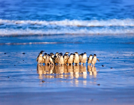 Penguin Parade at Phillip Island
