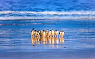 How To Plan Your Visit To Phillip Island A Guide How To Plan Your Visit To Phillip Island A Guide