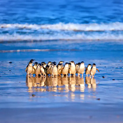 How to plan a seamless visit to Phillip Island Nature Park