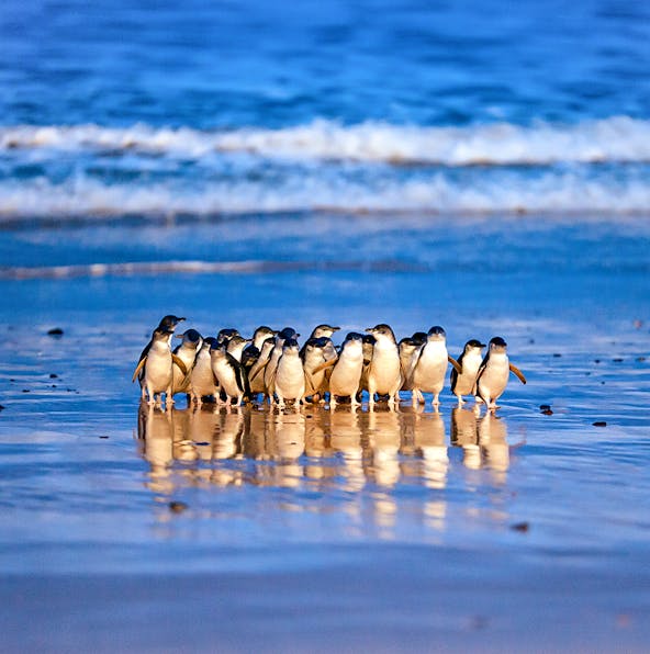 How to plan a seamless visit to Phillip Island Nature Park