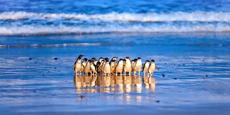 Entradas a Phillip Island Natural Parks