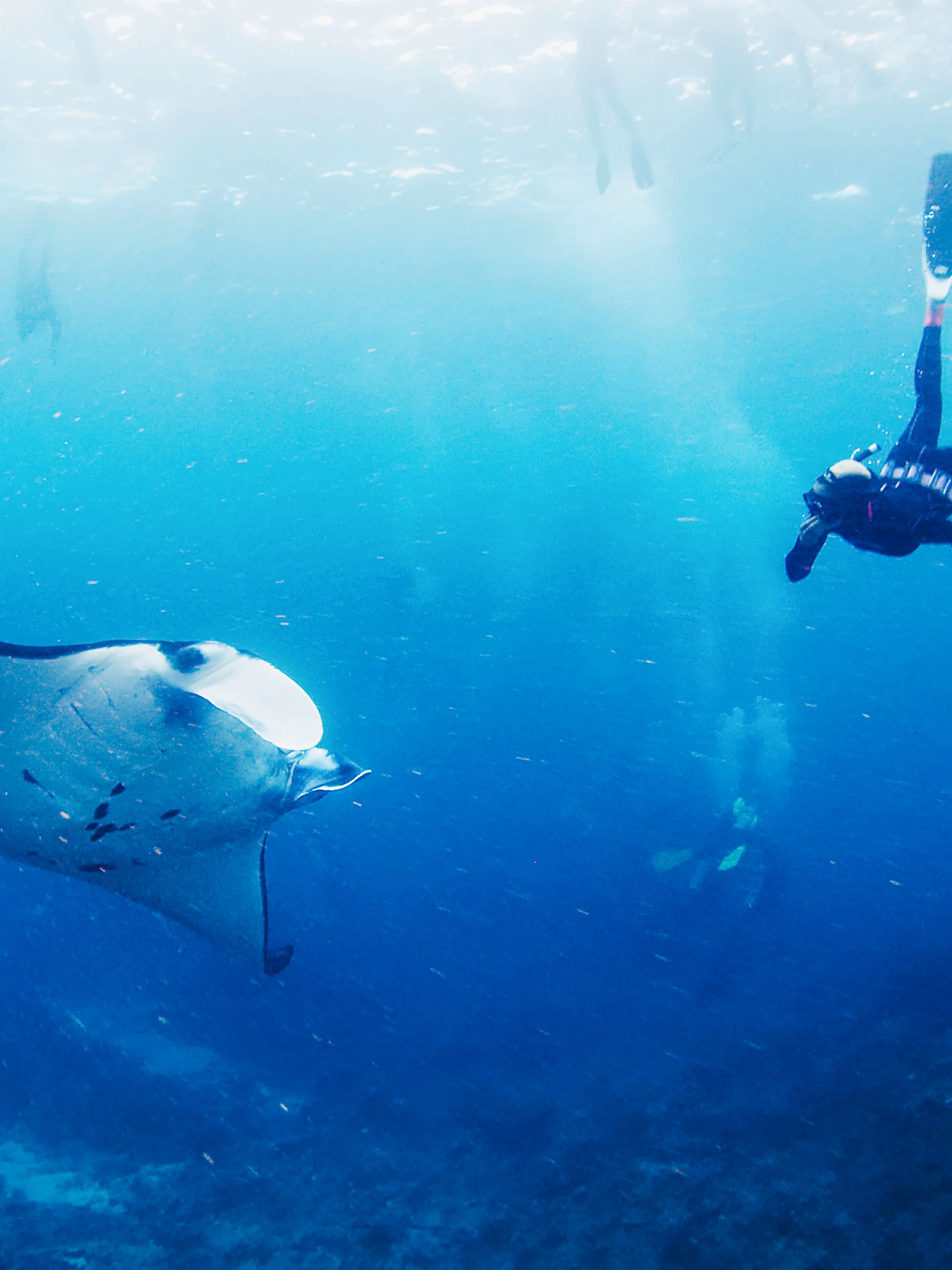 Snorkeler swimming with a manta ray in Bali waters.