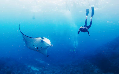 Snorkeler swimming with a manta ray in Bali waters.