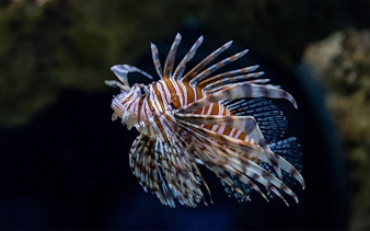 Lionfish swimming at Seattle Aquarium.