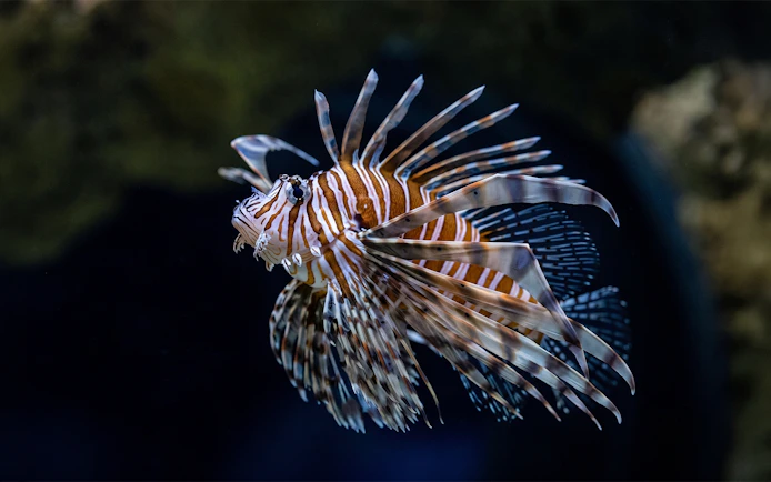 Lionfish swimming at Seattle Aquarium.