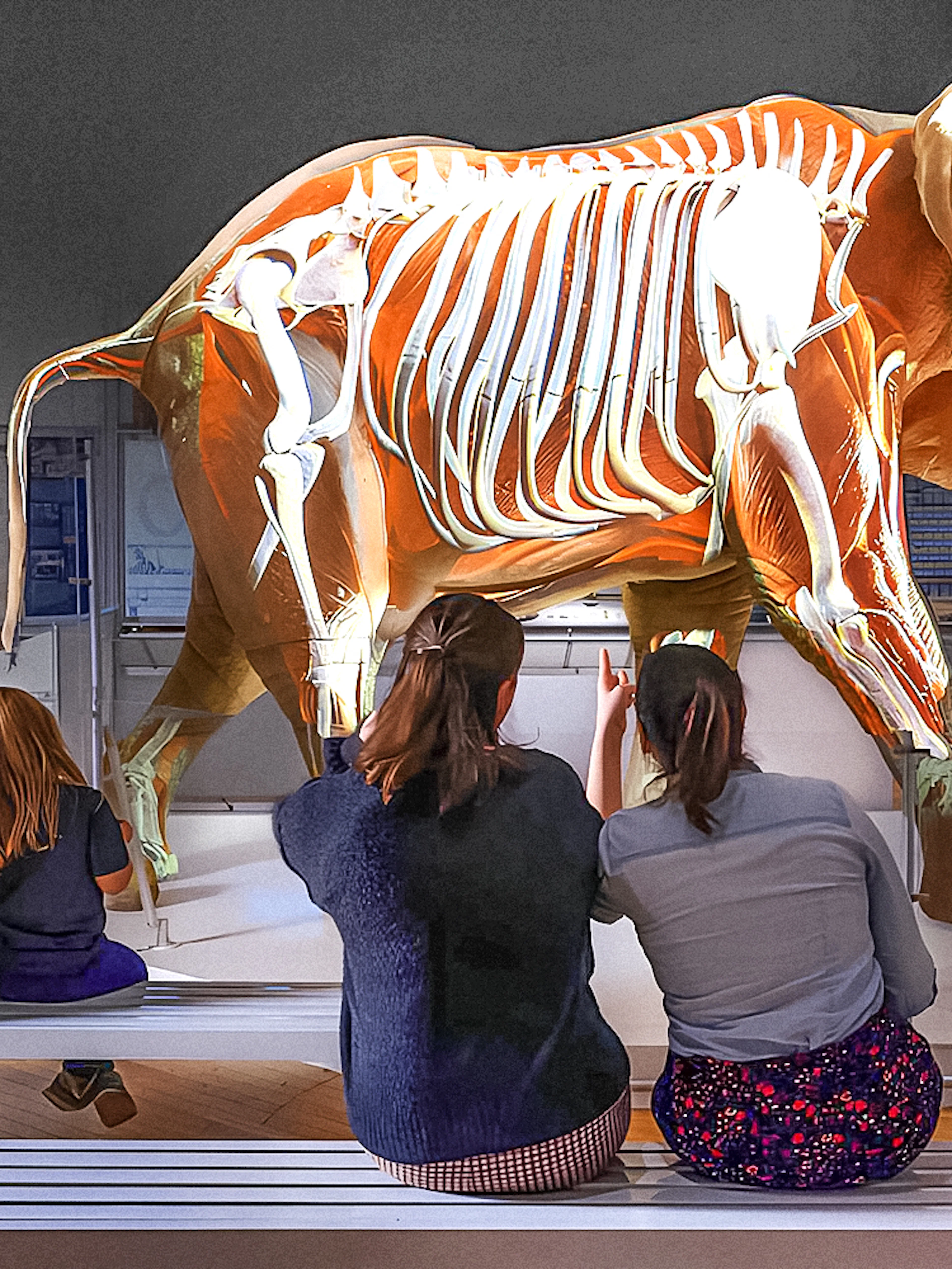 Visitors observing an elephant skeleton exhibit at the American Museum of Natural History.