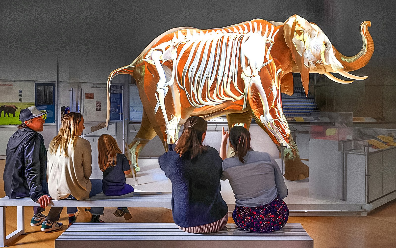 The Secret World of Elephants exhibition inside American Museum of Natural History