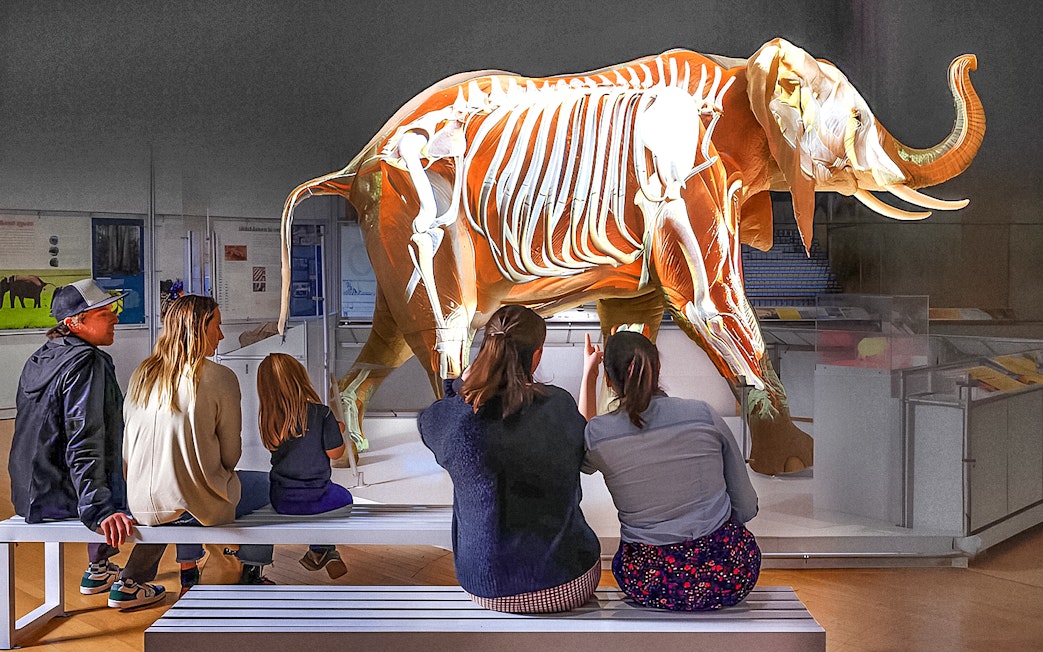 Visitors observing an elephant skeleton exhibit at the American Museum of Natural History.