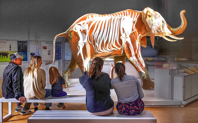 Visitors observing an elephant skeleton exhibit at the American Museum of Natural History.