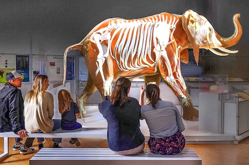 American Museum of Natural History Tickets + 1 Ticketed Exhibition