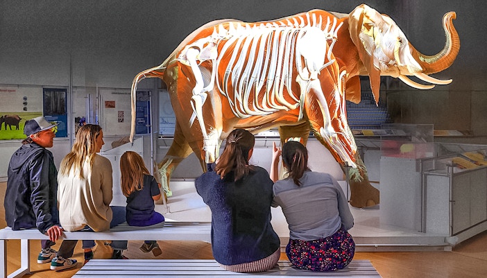 The Secret World of Elephants exhibition inside American Museum of Natural History