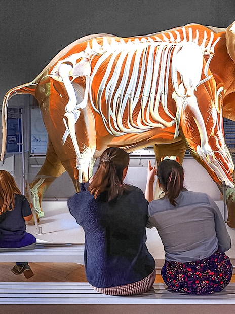 Visitors observing an elephant skeleton exhibit at the American Museum of Natural History.