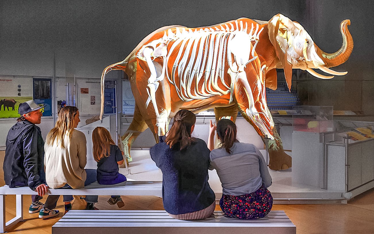 Visitors observing an elephant skeleton exhibit at the American Museum of Natural History.